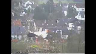 preview picture of video 'Diedorf, Germany, 28 March 2015. Two Storks.'