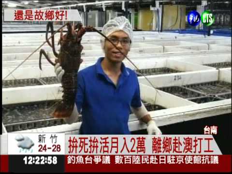 不願當台勞!男子返鄉伴父種鳳梨