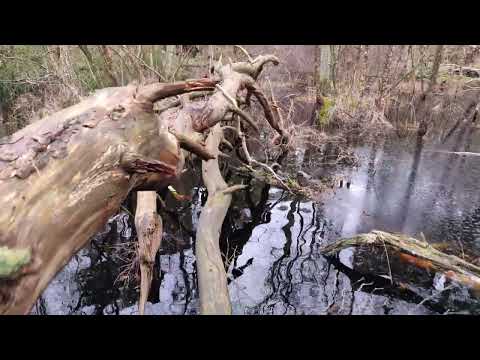 [4K] Walking in the swamp
