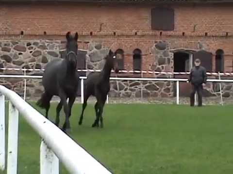 trakehner KROS o.Ajbek, m. Korsarka po Sword xx