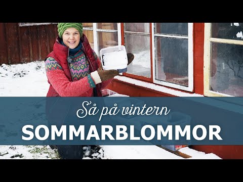Så sommarblommor på vintern - vintersådd