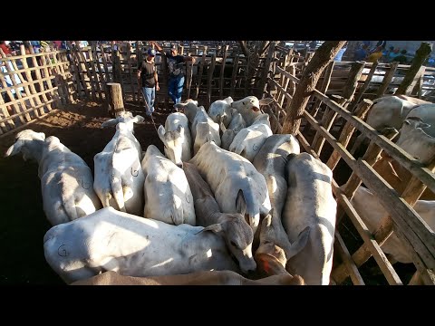 FEIRA DE ANIMAIS DE ITABAIANA-PB DISTRITO CARIATÁ GADO BODE GALINHA 12/10/2025