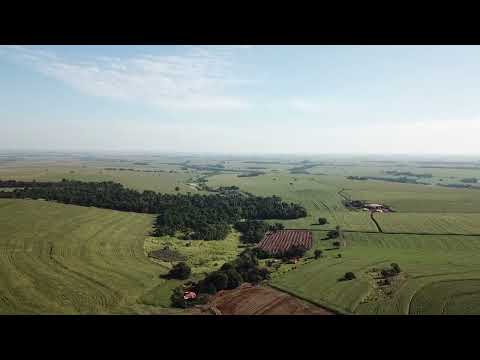 Peroba-rosa  - Fazenda Santa Tereza  - Salto Grande,  São Paulo, Brasil