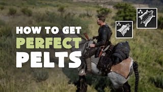 How to get Perfect Pelts Every Time - Hunting Guide | Red Dead Redemption 2