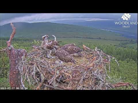 Big breakfast arrives on the Loch Arkaig Osprey nest 17 Jul 2022