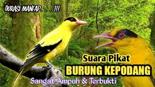 Download lagu Suara Pikat Burung Kepodang. Sangat Ampuh & Terbukti. mp3 Download lagu Suara Pikat Burung Kepodang. Sangat Ampuh & Terbukti. mp3