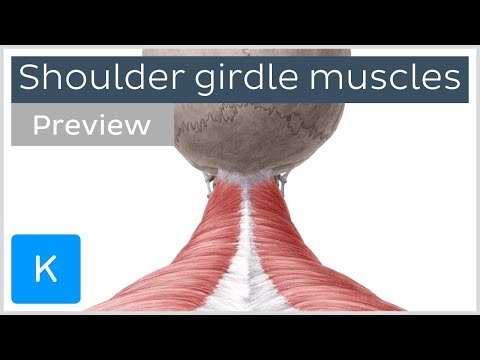 Muscles of the shoulder girdle (preview) - Human Anatomy | Kenhub
