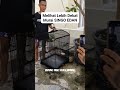 Burung Murai Batu 1 Miliyar 50 Juta