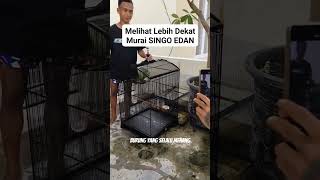 Download lagu Burung murai batu 1 miliyar 50 juta mp3