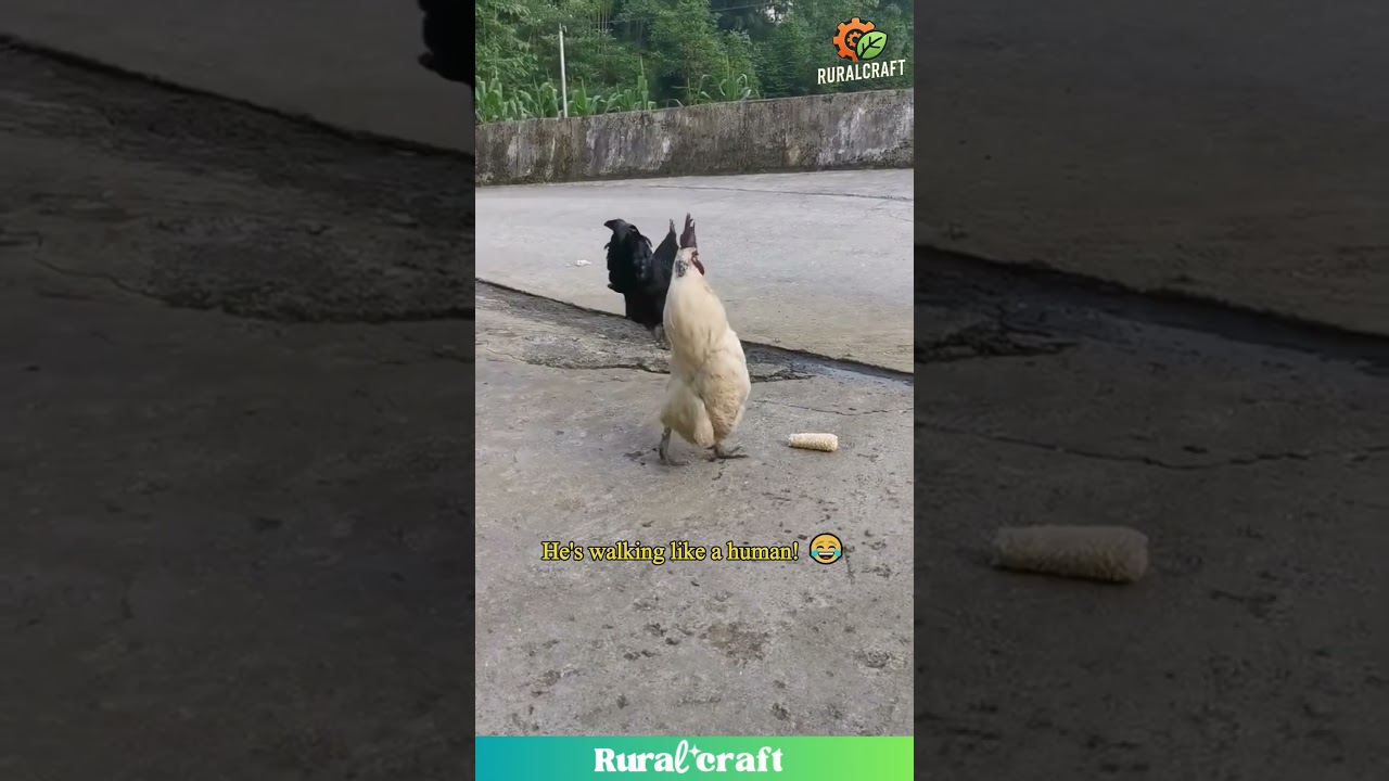 This Rooster Walks Like a Human! You Gotta See This! #rooster #chicken #funnywalk