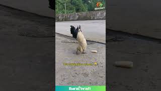 Download lagu Ayam Jantan Ini Berjalan Seperti Manusia! Kamu Harus Lihat Ini! #ayamjantan #ayam #jalanlucu mp3 Download lagu Ayam Jantan Ini Berjalan Seperti Manusia! Kamu Harus Lihat Ini! #ayamjantan #ayam #jalanlucu mp3
