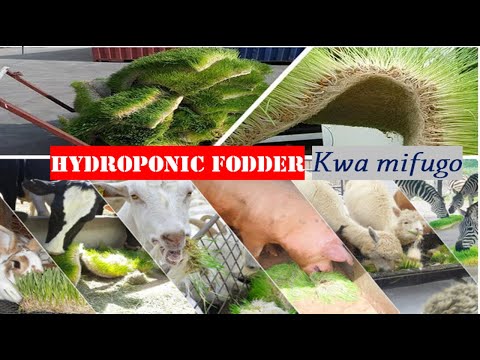 , title : 'KILIMO cha HYDROPONIC fodder Tanzania,chakula cha mifugo cha gharama nafuu'
