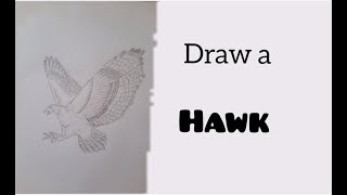 Draw a hawk | drawing for beginners