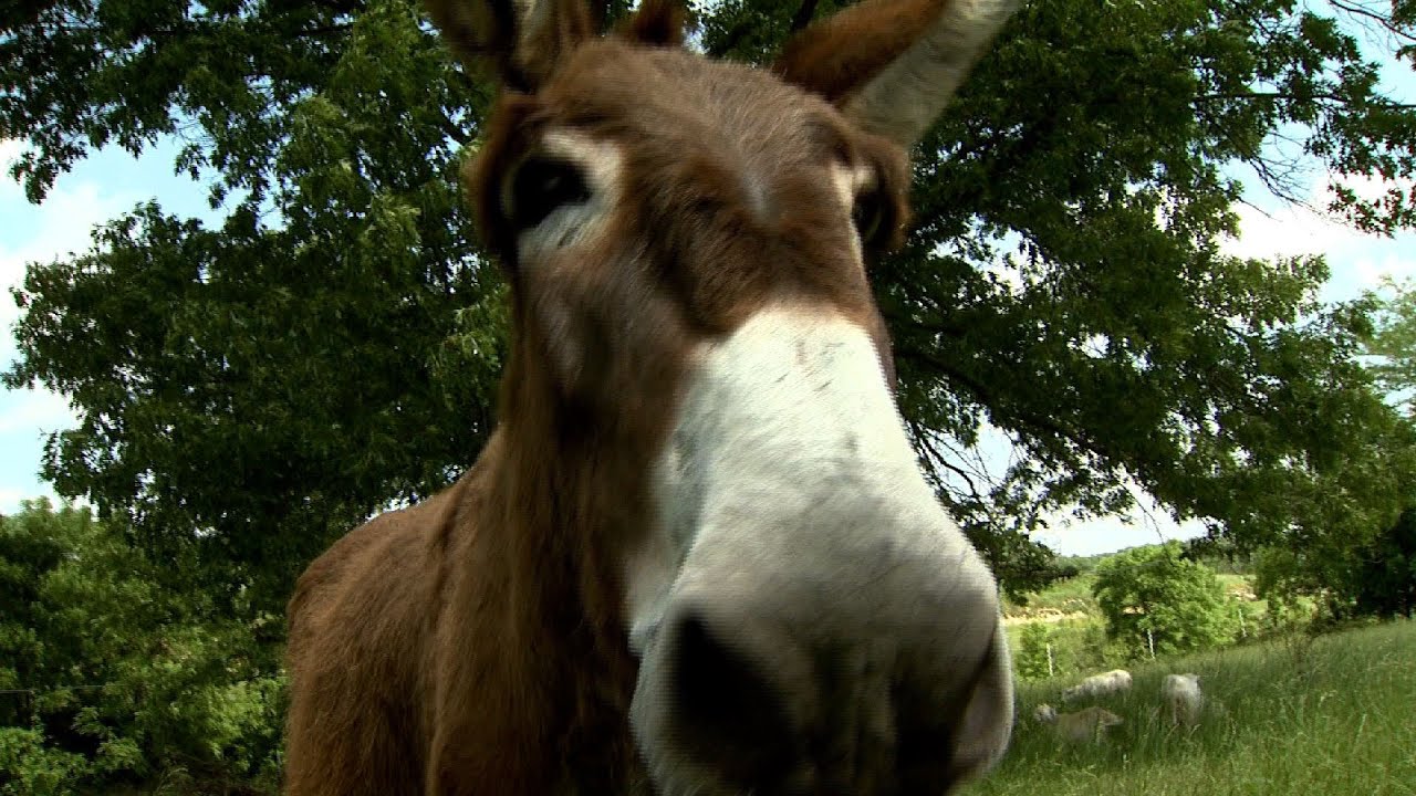 Open Video News Story: Donkey on Guard 