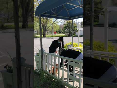Ungerdogs Grooming