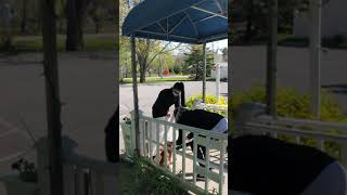 Ungerdogs social distancing drop-off demo
