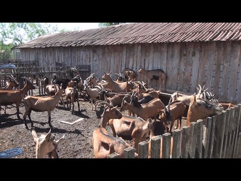 U Borovom polju u Skugriću kod Modriče osnovana je farma magaraca i koza