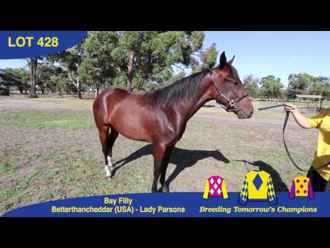 Lot 428   Betterthancheddar   Lady Parsons