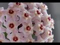 Хойя - сказочный цветок, советы по уходу. Хойя - сказочный цветок, советы по уходу.