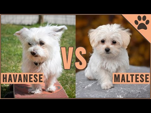 , title : 'Havanese vs Maltese - Dog Breed Comparison'