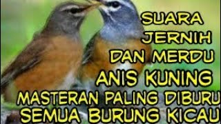 Download lagu Suara jernih anis kuning(anis siberia)cocok untuk masteran semua burung kicau dan paling dicari mp3 Download lagu Suara jernih anis kuning(anis siberia)cocok untuk masteran semua burung kicau dan paling dicari mp3