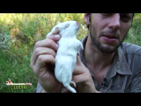 Bushcraft Survival: Richtig schlachten: Wie man ein Säugetiers betäubt und richtig tötet