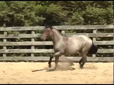 LOTE 37 DATA VENIA HARMÔNICO