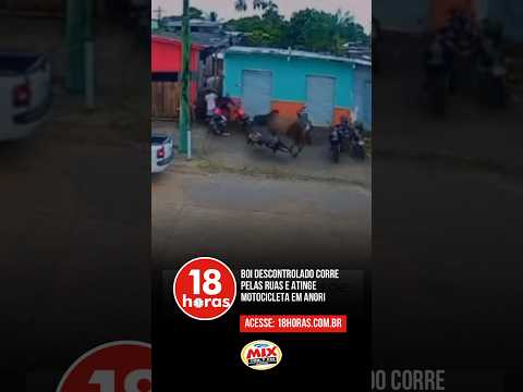 Boi foge em porto e provoca correria no interior do Amazonas