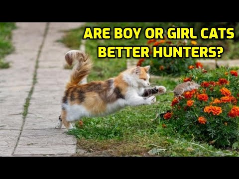 Are Female Cats Better Hunters Than Males?