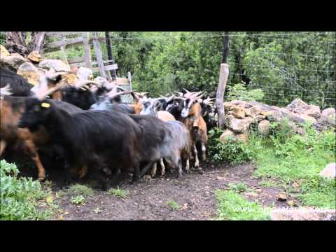 Capre alla Festa della Transumanza 2014 - Carpino - Gargano - Puglia