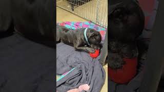 Video preview image #1 Staffordshire Bull Terrier Puppy For Sale in Stover, MO, USA