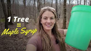 How to Make Maple Syrup at Home With ONE Tree | Backyard Tapping Guide for Beginners