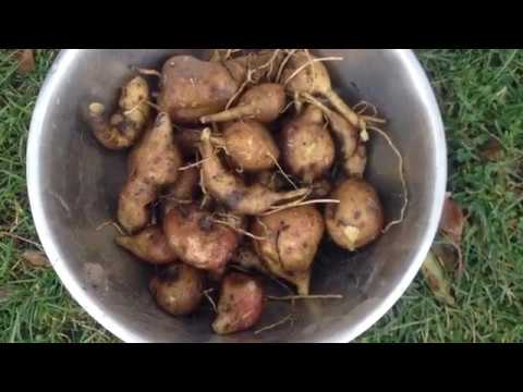Yacon and Oca - Harvesting and Initial Thoughts