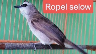 Download lagu TRUCUKAN GACOR ROPEL SANTAI COCOK UNTUK MASTERAN BURUNG TRUCUK mp3