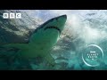 The INCREDIBLE Moment Seals Chase Away A Great White Shark Planet Earth III BBC