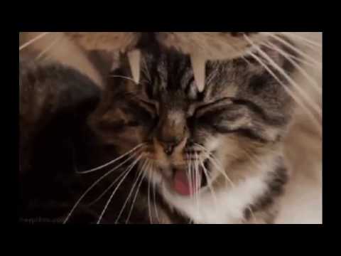 Idżi - Telefon/mashup-Mickey XD