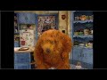 Bear Sneeze