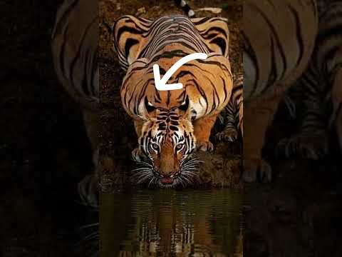 Вот ЗАЧЕМ ТИГРАМ Эти Белые Пятна на УШАХ #шортс