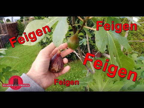 Feigen anbauen in Deutschland ? Tipps und Infos rund um die Feige/ Feigenbaum, so klappt der Anbau.