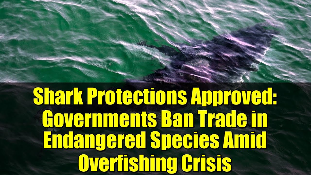 ジンベエザメ等、複数サメ・エイ類、CITES CoP20で国際取引の完全禁止措置を獲得