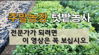주말 농장 도시 텃밭 전문가가 되려면 이 영상은 꼭 보십시오. #주말농장 #텃밭 잘 가꾸는 방법.