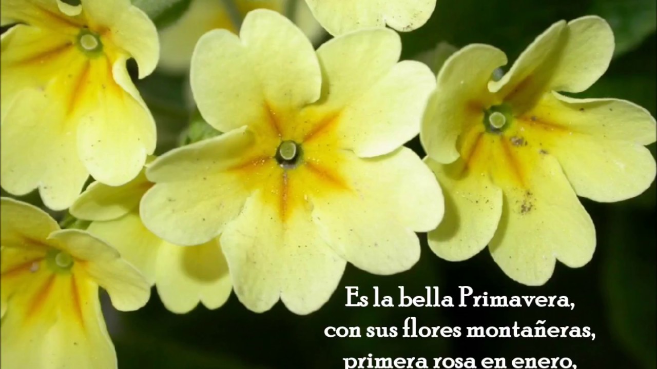 Cuartetos silvestres: Primavera (vídeo-ficha)