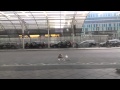 Seagull Commits Mayhem In Sweden