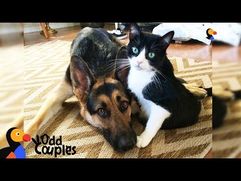 Cat's Baby Brother Is A Big Dog — And They're Best Friends - ALVIN & BARON | The Dodo Odd Couples