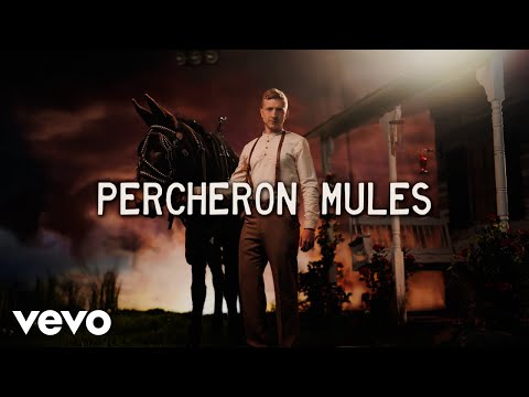 Percheron Mules Thumbnail