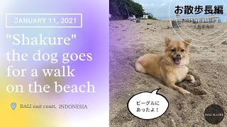シャクレ犬リラさんのお散歩長編　2021年1月11日夕方　バリ島サヌールビーチ沿い　 "Shakure" the dog on the way home.