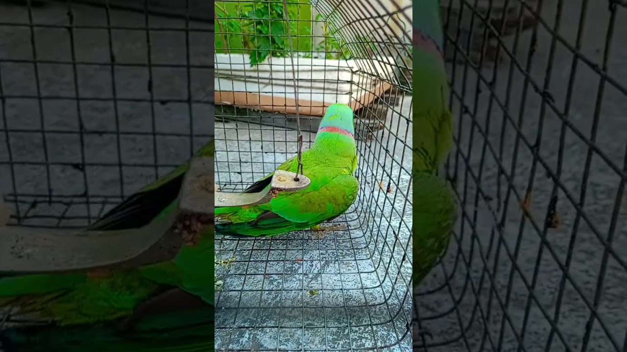 mithhu mithhu #cutebird #birds #cuteparrot #follow #greenparrot #mithhu #shorts #talkingparrot #pets