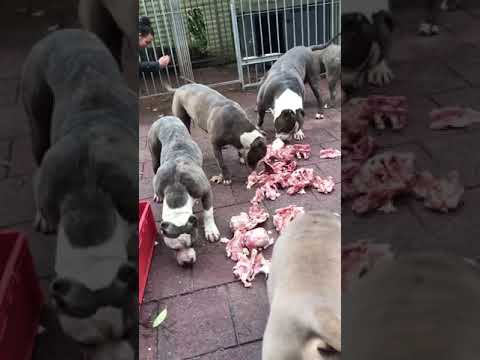 Pitbull dog lover ❤️#subscribe my channel #like and #share 😃☺️ @Your.akshaj