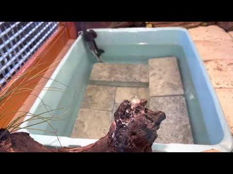 Tour the turtle condo!