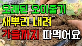 오이줄기 새뿌리내려 회춘시켜 가을까지 싱싱한오이 따먹어요.꼭 영상보시고 따라해보세요.
